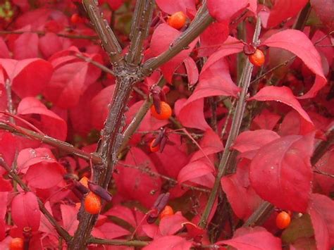 Euonymus Burning Bush – Lane Forest Products