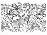 Seashell Coloring Pages  1 1=1 sketch template