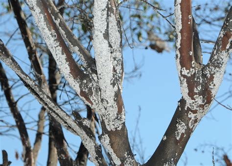 Act decisively to stop crape myrtle bark scale problems | Mississippi State University Extension ...