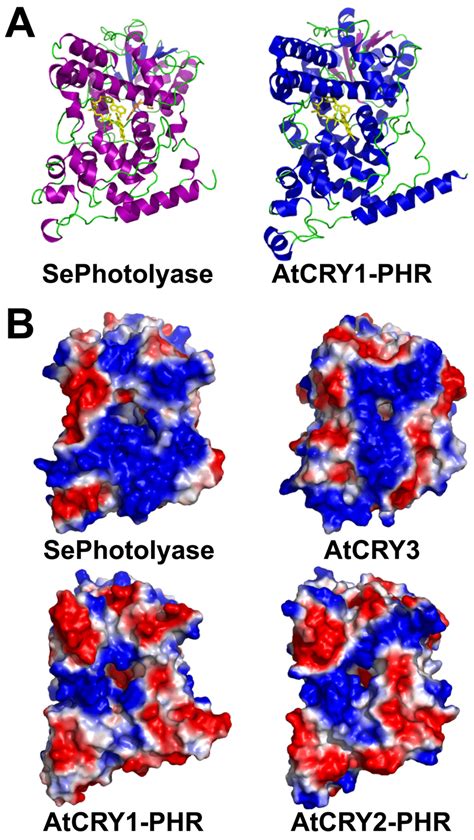 Structure and electrostatic surfaces of photolyase and crypto- chromes... | Download Scientific ...