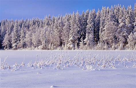 Scientists warn of unprecedented damage to forests across the world | Carbon Brief