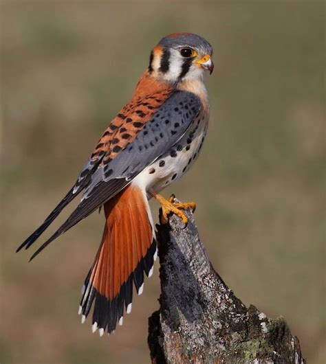 Male Kestrel. North America’s littlest falcon, the American Kestrel packs a predator’s fierce ...