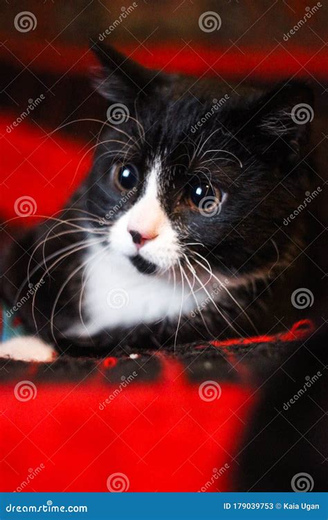 Portrait of Beautiful Adorable Black Tabby Kitten. Big Green Eyes. Copyspace. Cute Domestic Cats ...