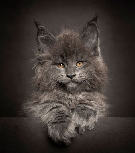 40 Majestic Pictures Of Maine Coon Cats That Will Take Your Breath Away