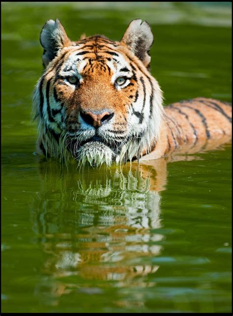 Longleat Safari & Adventure Park | Top 100 Attractions