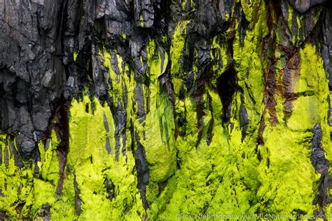 Algae Patterns | Kenai Fjords National Park, Alaska. | Photos by Ron Niebrugge