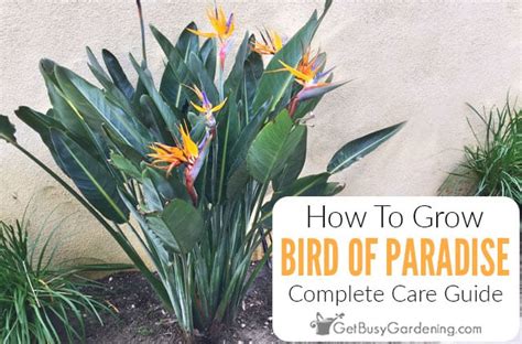 Bird Of Paradise Plant Care & Growing Guide - Get Busy Gardening