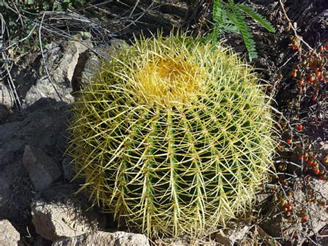 Echinocactus grusonii, golden barrel cactus