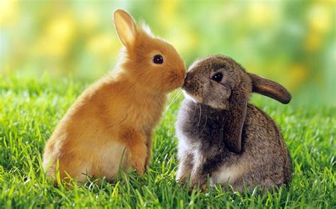 85 Wallpaper Cute Rabbit For FREE - MyWeb