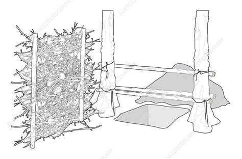 Deep trench latrine, illustration - Stock Image - C053/5992 - Science ...