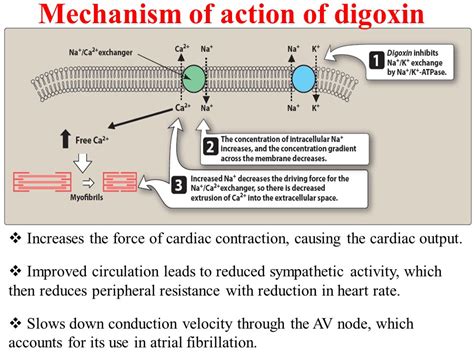 Atrial Fibrillation Calcium Channel Blocker