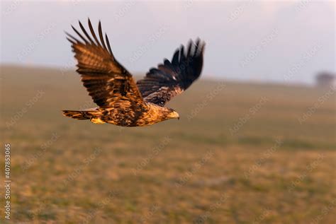 Four year old male Spanish Imperial Eagle flying with the first light ...