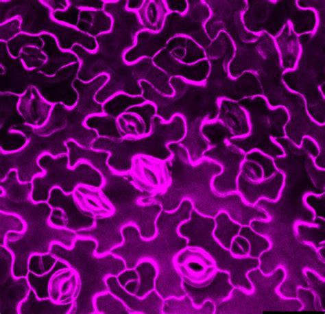 iLab Organizer :: Confocal Imaging Core