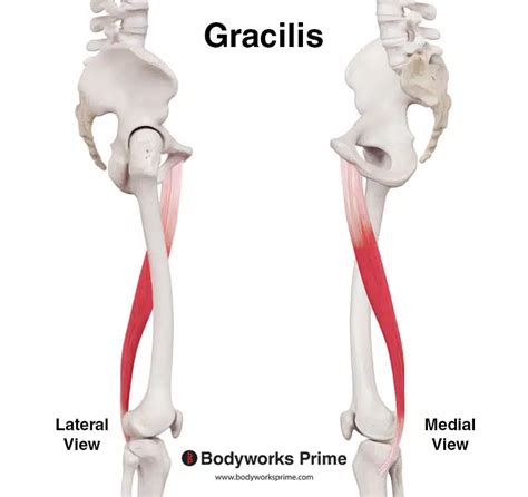 Gracilis Muscle Anatomy - Bodyworks Prime