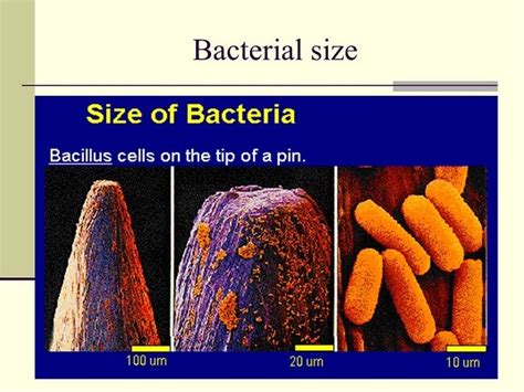 Bacteria Sizes