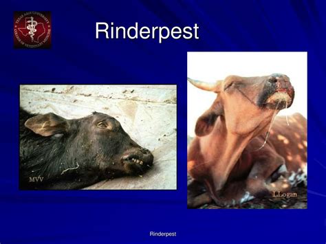 PPT - Rinderpest PowerPoint Presentation, free download - ID:93381