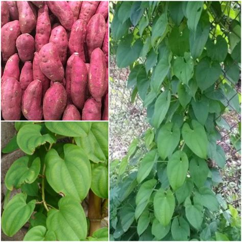 Purple Yam Seeds Dioscorea Alata Yam Seeds For Planting Home | Etsy