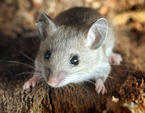 Deer Mouse Habitat, Diet, Size, Identification, Facts, and Pictures | Coniferous Forest