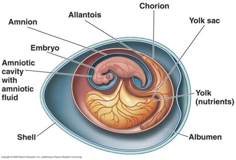 Amniotic Egg - 4 Extra Membranes: Amnion Yolk Sac, Chorion ...