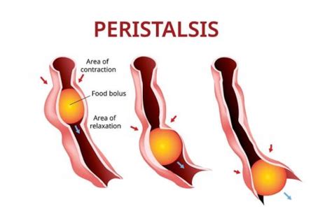 The Amazing Process of Peristalsis - Anatomy and physiology - Step To Health