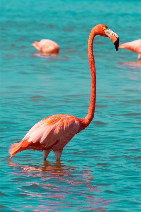 Río Lagartos Flamingos & Las Coloradas Pink Lakes | Mexico travel destinations, Pink lake ...