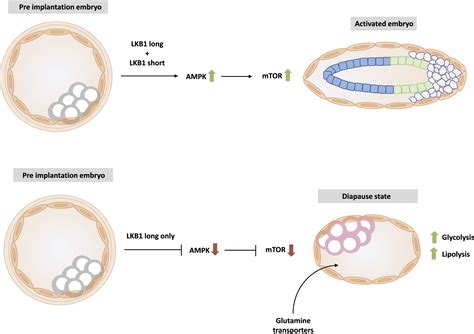 Under Arrest: The Embryo in Diapause: Developmental Cell