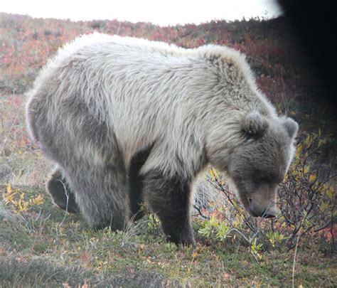 Vickie Henderson Art: Grizzly Bears in Denali National Park