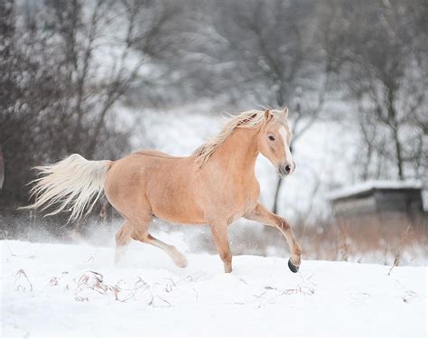 Horses in Snow Wallpapers - Top Free Horses in Snow Backgrounds - WallpaperAccess