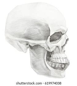 Skull Profile Drawing Skull Isolated On Stock Illustration 619974038 | Shutterstock