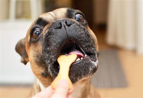 The Best Rawhides for Dog in 2023 | DogGear Reviews