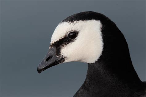 Barnacle Goose | Birds, Waterfowl, Bird