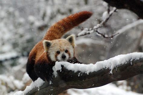 Red Panda in the Snow | Courtney Janney, Smithsonian's Natio… | Flickr