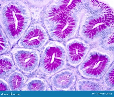 Gastric Mucosa Pas Stain Stock Images by Megapixl