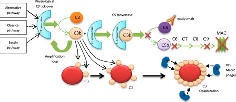 Frontiers Insights Into The Emergence Of Paroxysmal, 50% OFF