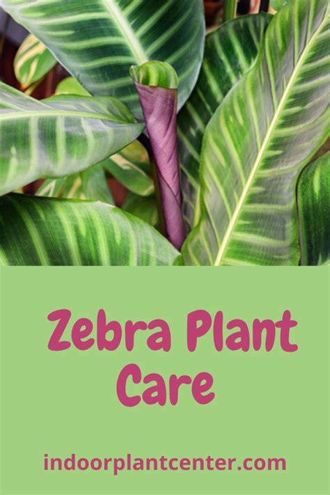 Zebra Plant Care - Indoor Plant Center