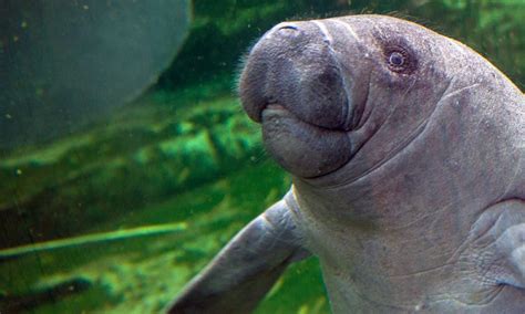 Video of Baby Manatee Being Fed After Surviving Hurricane Goes Viral | The Epoch Times