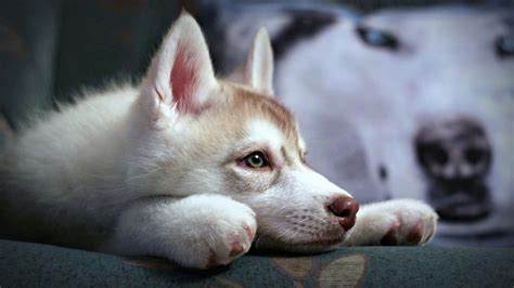 Cute Husky Puppy HD Wallpaper - WallpaperFX