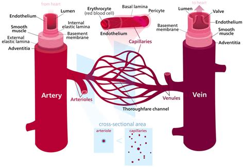 Vasodilation definition & vasodilation and blood pressure