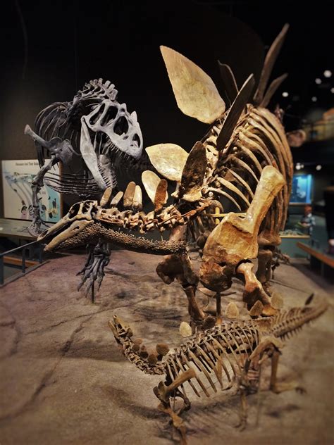 Allosaurus and Stegosaurus Skeletons in Prehistoric Journey in Denver Museum of Science and ...