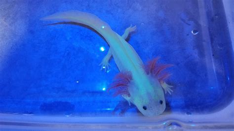 A Gamer's Wife: Axolotl Care Sheet: Housing, Feeding, and Tank Mates!