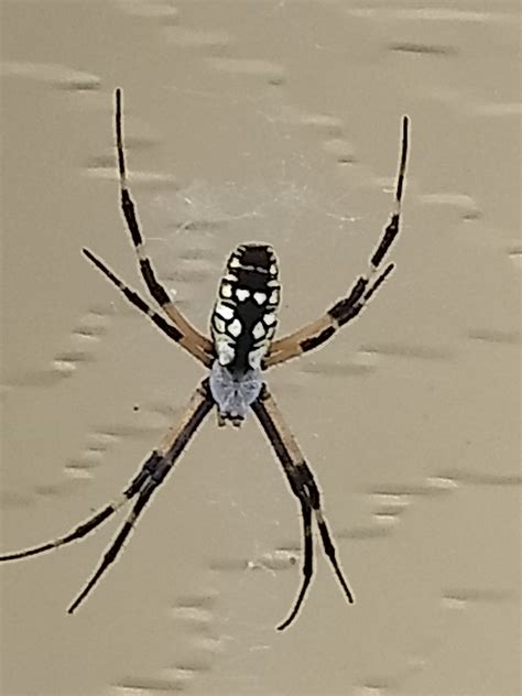 Argiope aurantia (Black and Yellow Garden Spider) in Glen Burnie, Maryland United States