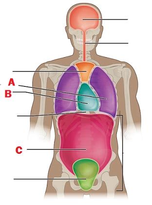 Flashcards - Serous Membranes Flashcards | Study.com