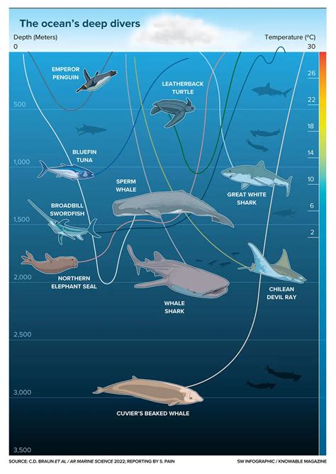 What Are Scientists Learning About the Deepest Diving Creatures in the ...