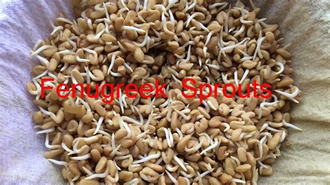 How to sprout fenugreek methi seeds - YouTube