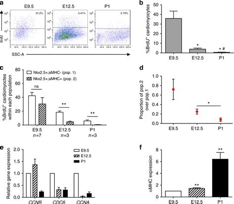 BrdU pulse-chase experiments substantiate decreasing proliferative ...