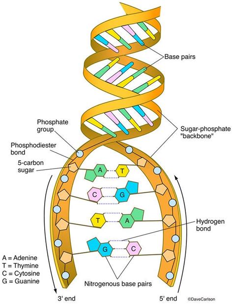 Evolution & Genetics | Carlson Stock Art | Biology lessons, General ...