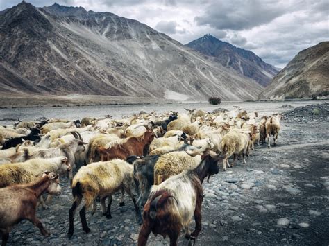 Wildlife of Ladakh - Ladakh is home to numerous and endangered animals.