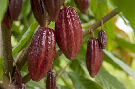 Top 5 Cacao Benefits for Physical & Mental Health - Mind Over Munch