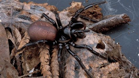 Spider venom may prevent brain damage - YouTube