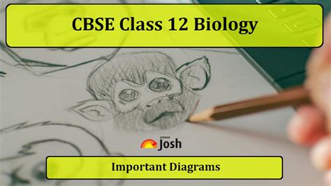 Important CBSE Class 12 Biology Diagrams with Label and Explanations For Quick Revision